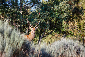 BARNES Lodges & Forests