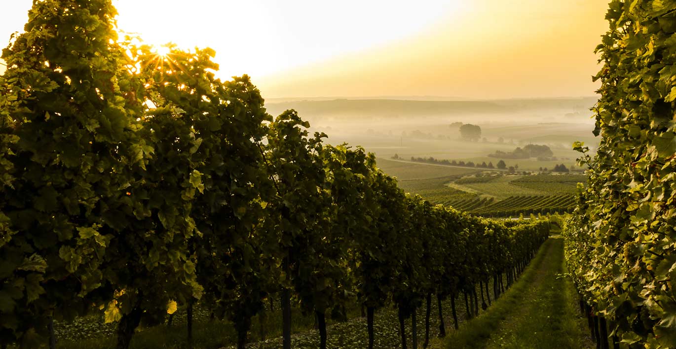 Domaines viticoles par BARNES