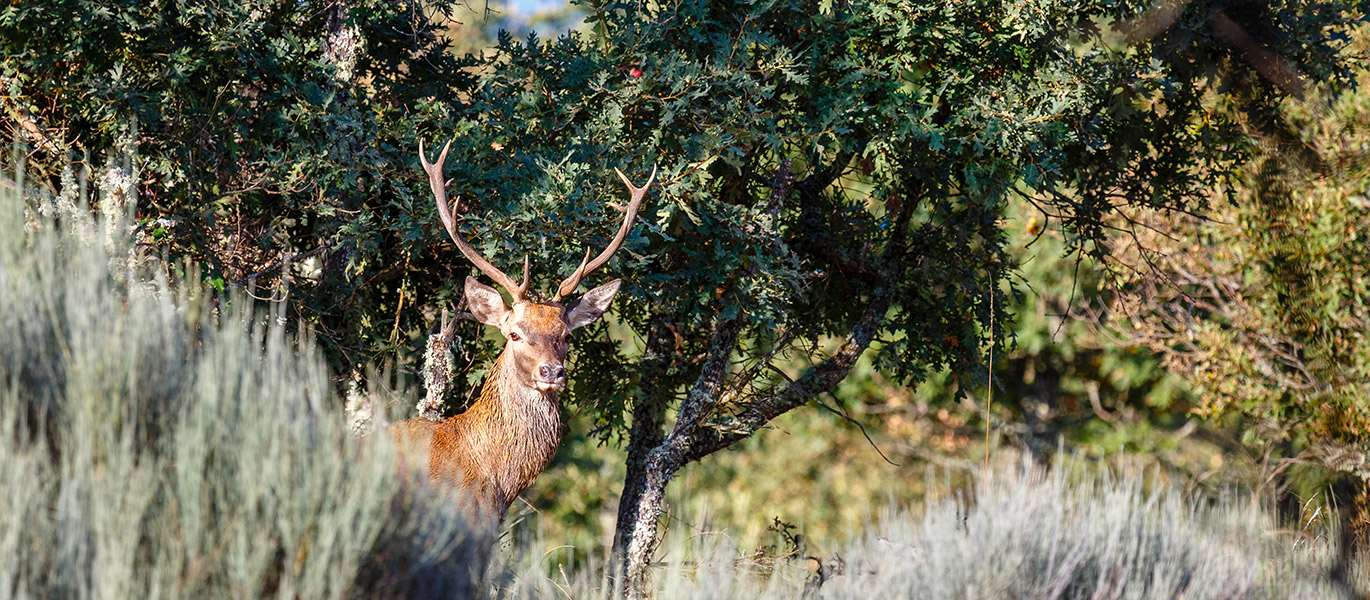 Domaines de chasse par BARNES Lodges & Forests