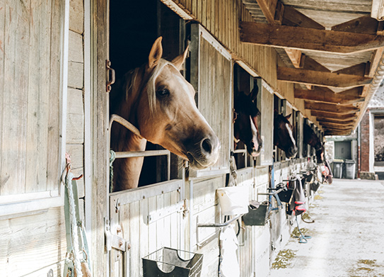 Domaines équestres